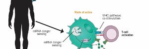 Messenger RNA Vaccines: Beckoning of a New Era in Cancer Immunotherapy